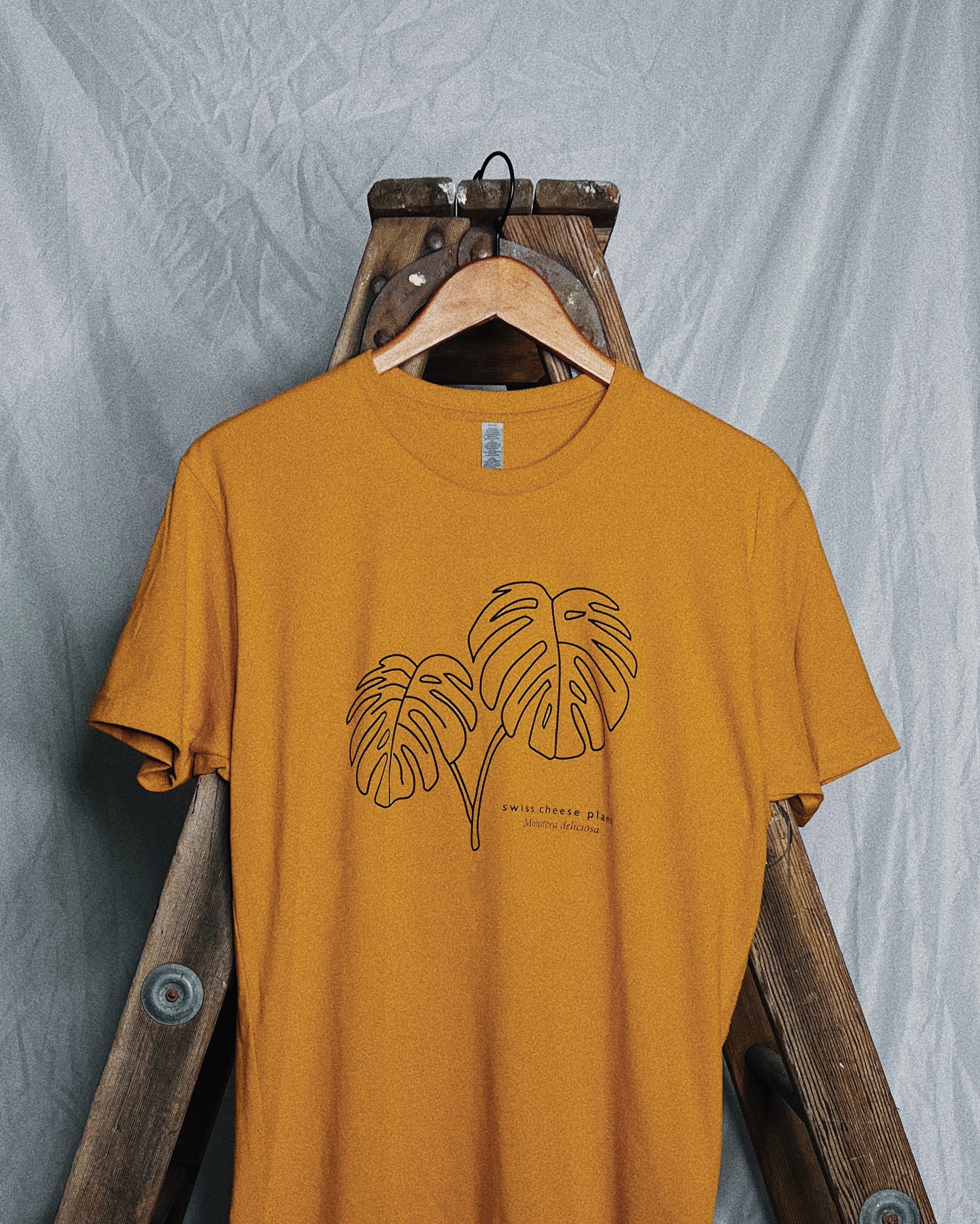 The best monstera indoor careguide