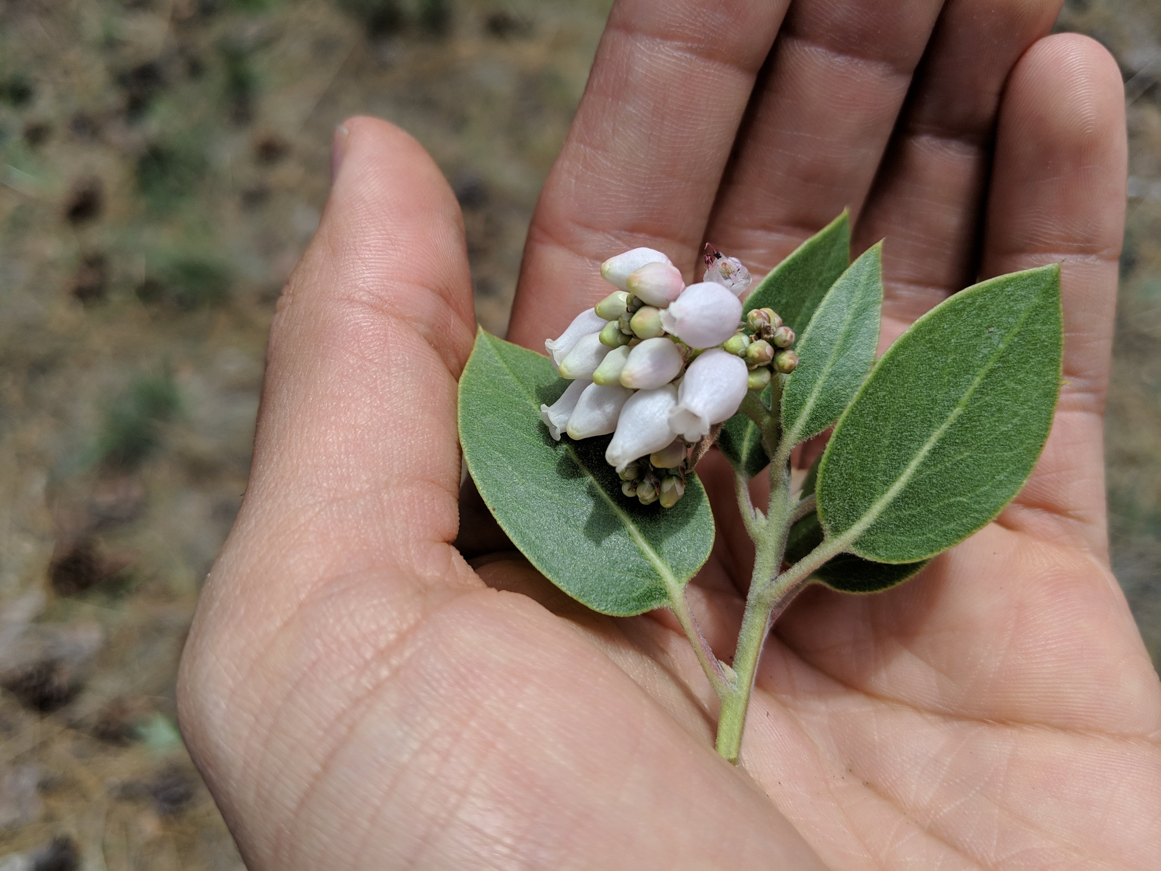 How to plant manzanita in your garden