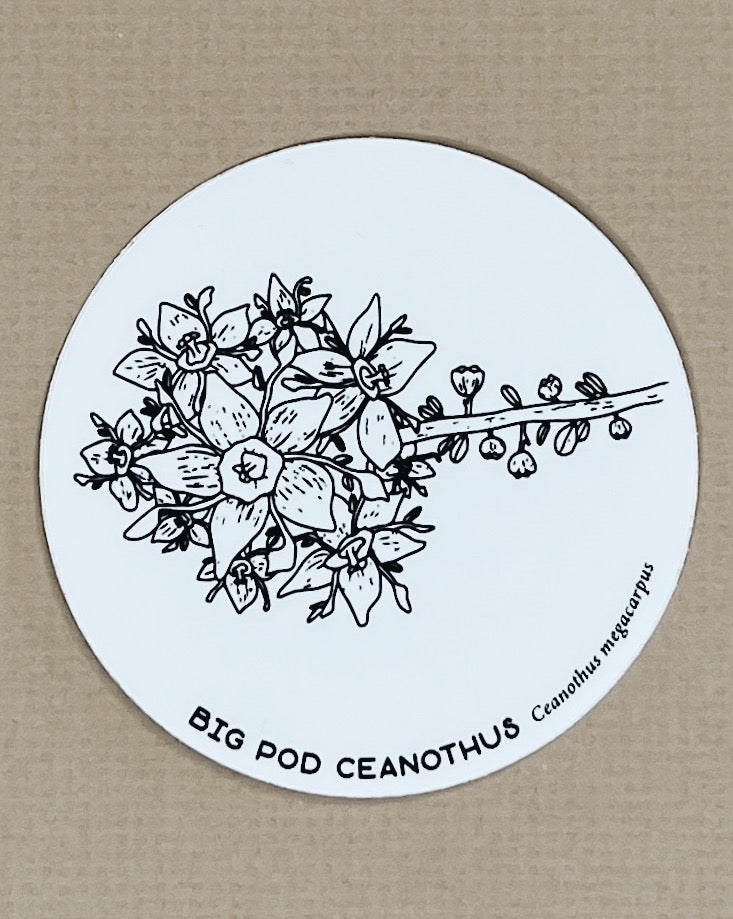 big pod ceanothus sticker